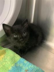 Shelter Stray Male Cat last seen Near BLOCK N AUGUSTA ST, FRESNO CA 93726 4101, 5277 E Airways Blvd, Fresno, CA 93727, USA