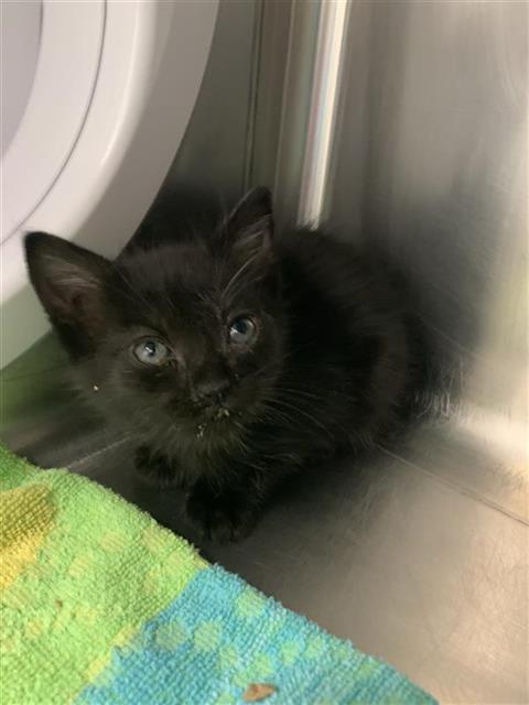 Shelter Stray Male Cat last seen Near BLOCK N AUGUSTA ST, FRESNO CA 93726 4101, 5277 E Airways Blvd, Fresno, CA 93727, USA