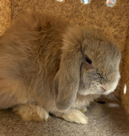 Shelter Stray Male Other last seen CA-74 & RICHARD ST, 6851 Van Buren Boulevard, Jurupa Valley, CA 92509, USA