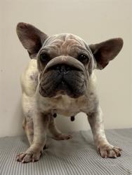 Shelter Stray Female Dog last seen , 38550 Sierra Hwy, Palmdale, CA 93550, USA
