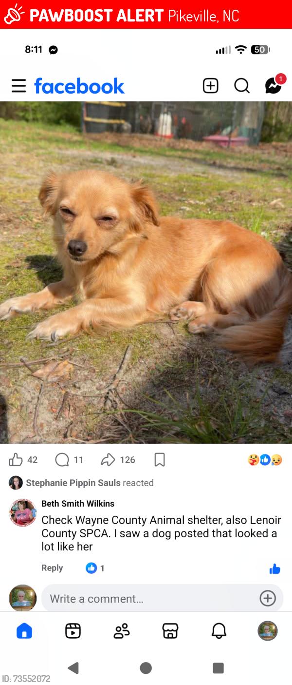 Lost Female Dog last seen Big Daddy Road, Pikeville, NC 27863
