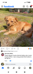 Lost Female Dog last seen Big Daddy Road, Pikeville, NC 27863