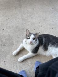 Lost Male Cat last seen 23rd and Auburn, McAllen, TX 78504