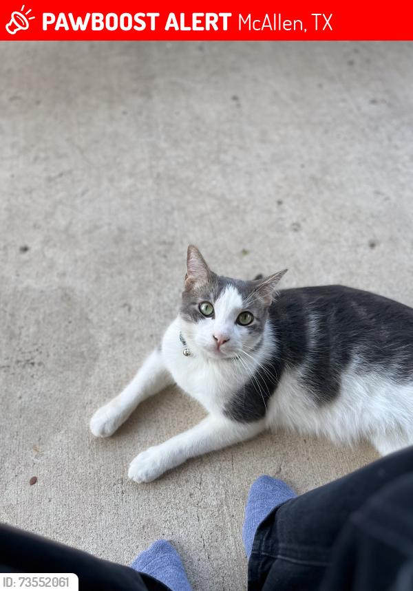 Lost Male Cat last seen 23rd and Auburn, McAllen, TX 78504