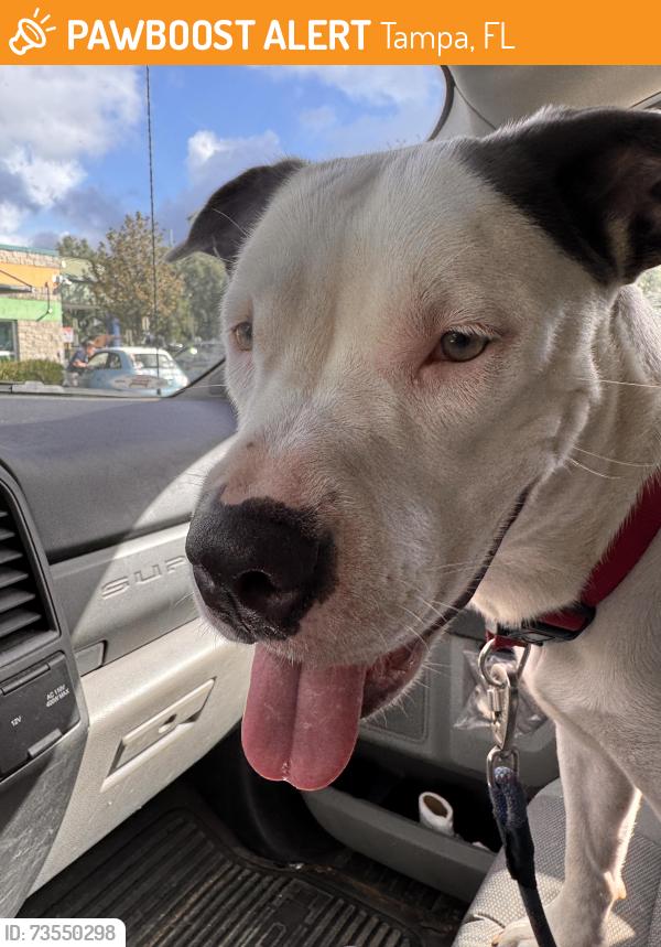 Found/Stray Female Dog last seen Habana and MLK in Legand Oaks apmt Complex, Tampa, FL 33607
