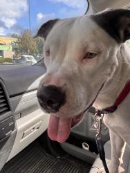 Found/Stray Female Dog last seen Habana and MLK in Legand Oaks apmt Complex, Tampa, FL 33607