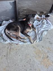 Found/Stray Male Dog last seen Boost mobile store on the corner of treach wing road in cypresswood, Spring, TX 77338