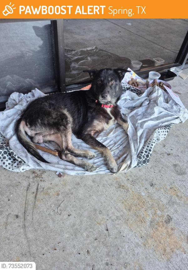 Found/Stray Male Dog last seen Boost mobile store on the corner of treach wing road in cypresswood, Spring, TX 77338