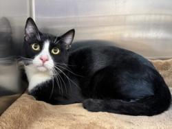Shelter Stray Male Cat last seen , 957 N Gaffey St, San Pedro, CA 90731, USA