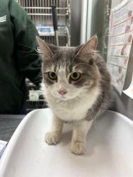Shelter Stray Female Cat last seen Near BLOCK PINE ST, SAN JACINTO CA 92582, 581 S Grand Ave, San Jacinto, CA 92582, USA