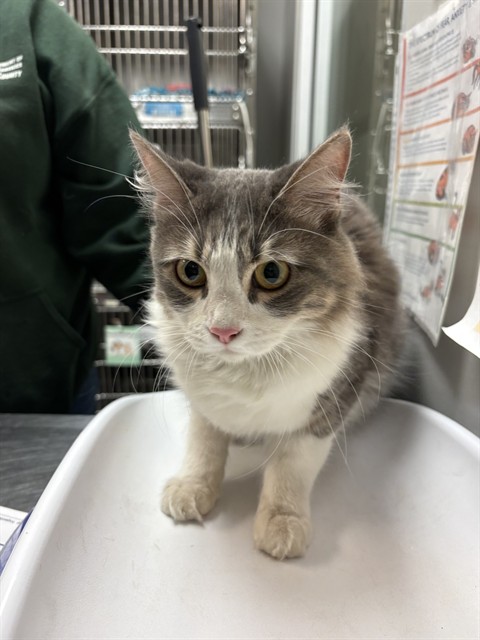Shelter Stray Female Cat last seen Near BLOCK PINE ST, SAN JACINTO CA 92582, 581 S Grand Ave, San Jacinto, CA 92582, USA