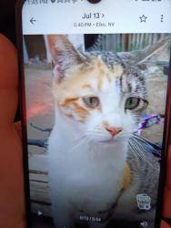 Lost Female Cat last seen Aliante parkway/ deer springs, North Las Vegas, NV 89084