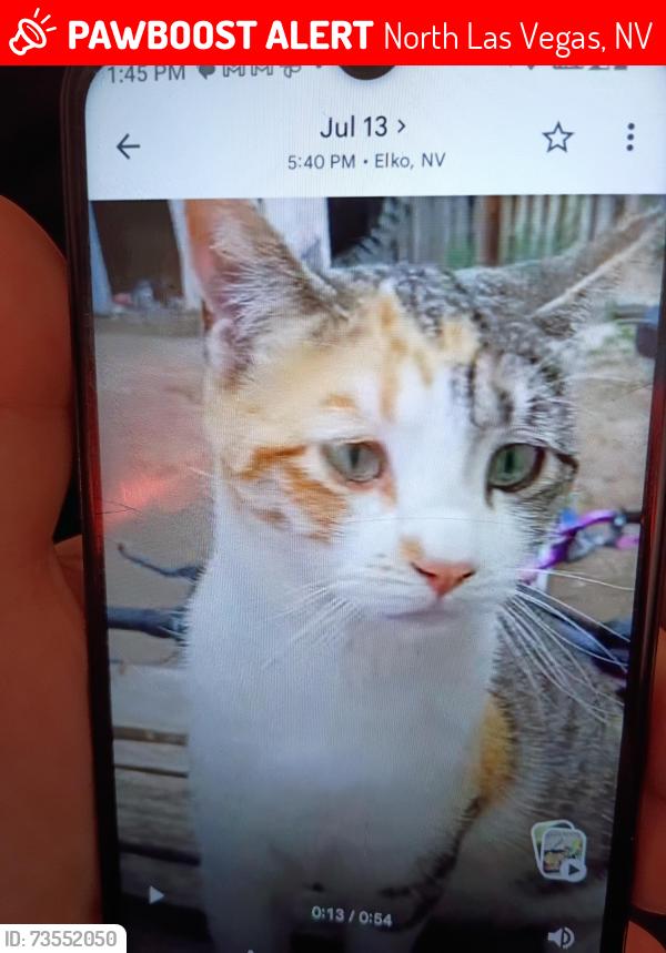 Lost Female Cat last seen Aliante parkway/ deer springs, North Las Vegas, NV 89084