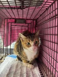 Shelter Stray Unknown Cat last seen Near BLOCK W COMMERCIAL BLVD, FORT LAUDERDALE FL 33309, 2400 SW 42nd St, Fort Lauderdale, FL 33312, USA