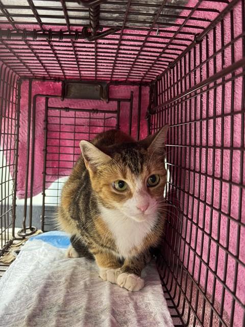 Shelter Stray Female Cat last seen Near BLOCK W COMMERCIAL BLVD, FORT LAUDERDALE FL 33309, 2400 SW 42nd St, Fort Lauderdale, FL 33312, USA