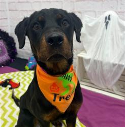 Shelter Stray Female Dog last seen Near BLOCK JOY RD, DETROIT MI 48228, 1431 E Ferry St, Detroit, MI 48211, USA