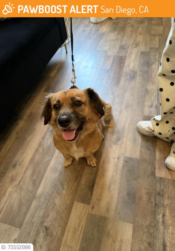Found/Stray Unknown Dog last seen Picador, San Diego, CA 92154