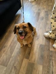 Found/Stray Unknown Dog last seen Picador, San Diego, CA 92154