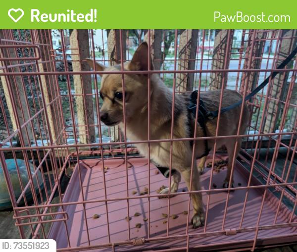 Reunited Unknown Dog last seen Douglas/ grove, Wichita, KS 67211