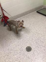 Shelter Stray Female Dog last seen 112/HOLLY?, 12155 Park Blvd, Brighton, CO 80601, USA