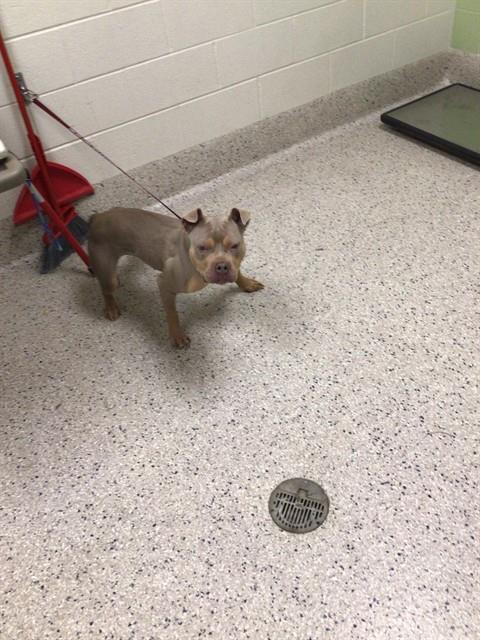 Shelter Stray Female Dog last seen 112/HOLLY?, 12155 Park Blvd, Brighton, CO 80601, USA