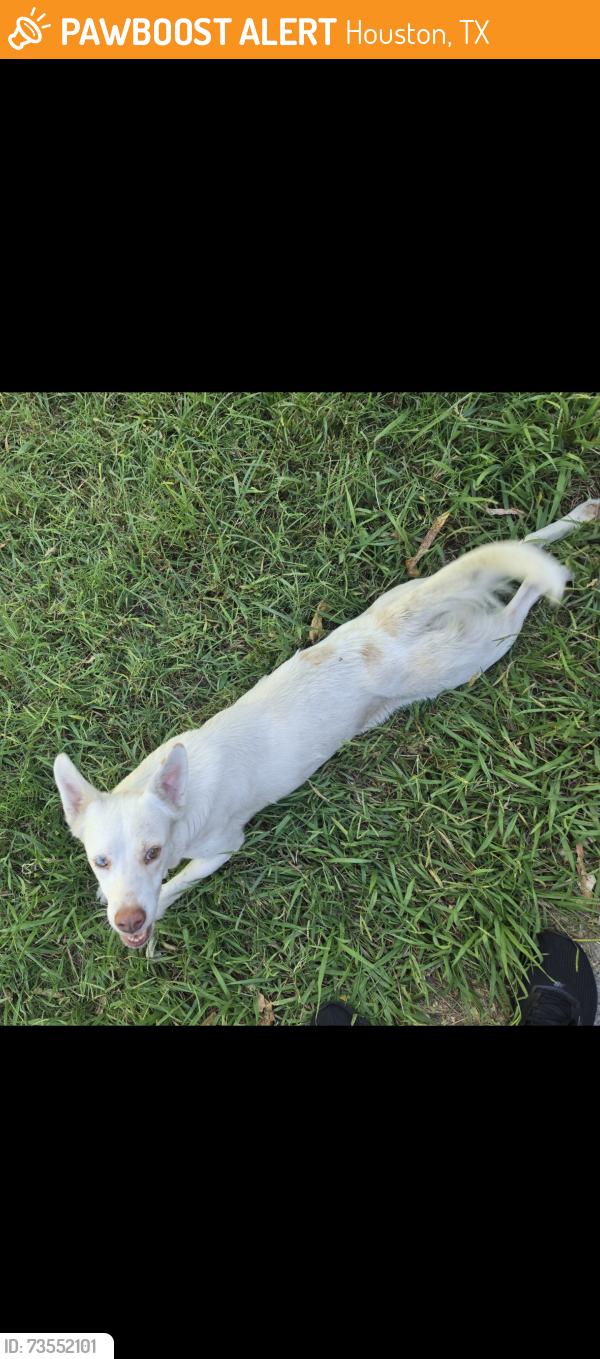 Found/Stray Female Dog last seen On Glenhurst Dr, Houston, TX 77033