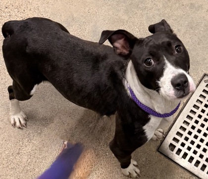 Shelter Stray Female Dog last seen Near E 54, 4th District, OH, 9203 Detroit Ave, Cleveland, OH 44102, USA