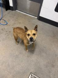 Shelter Stray Female Dog last seen Near Governor, 1st District, OH, 9203 Detroit Ave, Cleveland, OH 44102, USA
