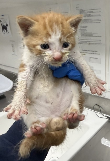 Shelter Stray Male Cat last seen Coliseum Way and Independence, Oakland, CA, 1101 29th Ave, Oakland, CA 94601, USA