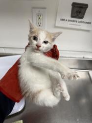 Shelter Stray Male Cat last seen 45th and Melrose, Oakland, CA, 1101 29th Ave, Oakland, CA 94601, USA
