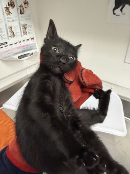Shelter Stray Male Cat last seen 45th and Melrose, Oakland, CA, 1101 29th Ave, Oakland, CA 94601, USA
