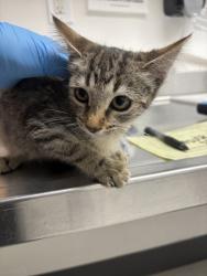 Shelter Stray Female Cat last seen , , CA, 1101 29th Ave, Oakland, CA 94601, USA