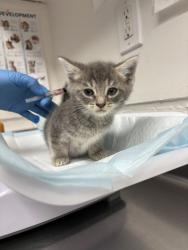 Shelter Stray Female Cat last seen Near athens ave, Oakland, CA, 1101 29th Ave, Oakland, CA 94601, USA