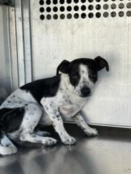 Shelter Stray Male Dog last seen Near PARKER HENDERSON RD, East District, TX, 355 Hillshire Dr, Haslet, TX 76052, USA