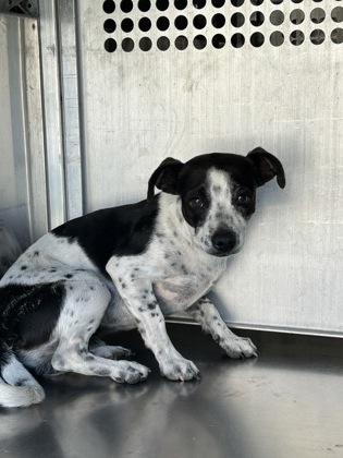 Shelter Stray Male Dog last seen Near PARKER HENDERSON RD, East District, TX, 355 Hillshire Dr, Haslet, TX 76052, USA
