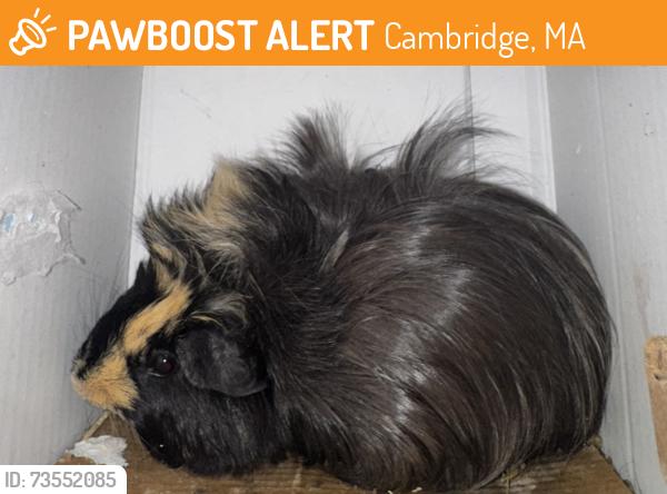 Found/Stray Female Other last seen Kendall Square, Cambridge, MA 02141