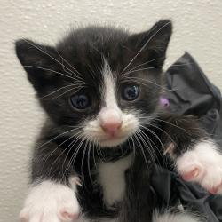 Shelter Stray Male Cat last seen Servando Avenue, San Diego, CA, 92154, 5500 Gaines St, San Diego, CA 92110, USA