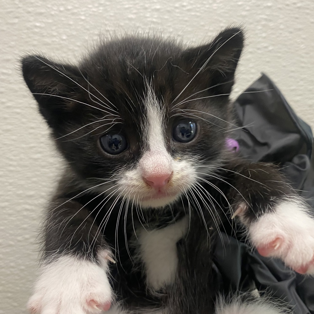 Shelter Stray Male Cat last seen Servando Avenue, San Diego, CA, 92154, 5500 Gaines St, San Diego, CA 92110, USA