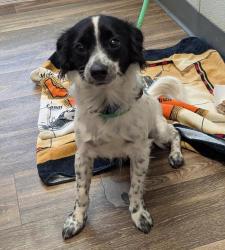 Shelter Stray Male Dog last seen Beyer Boulevard, San Diego, CA, 92154, 5500 Gaines St, San Diego, CA 92110, USA