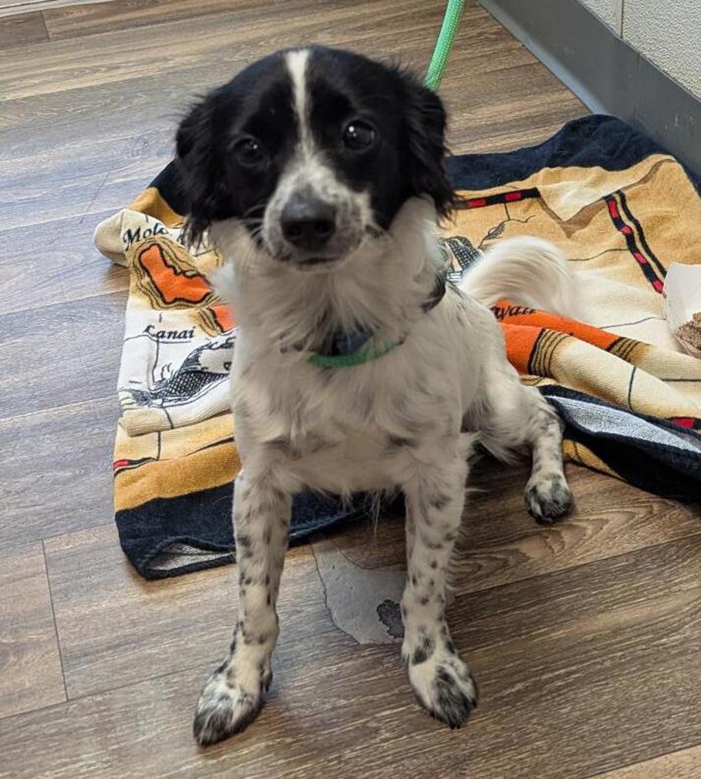 Shelter Stray Male Dog last seen Beyer Boulevard, San Diego, CA, 92154, 5500 Gaines St, San Diego, CA 92110, USA