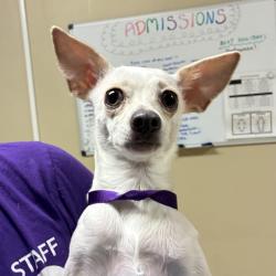 Shelter Stray Female Dog last seen E Burnside and SE 187th Ave, OR, 1700 W Historic Columbia River Hwy, Troutdale, OR 97060, USA
