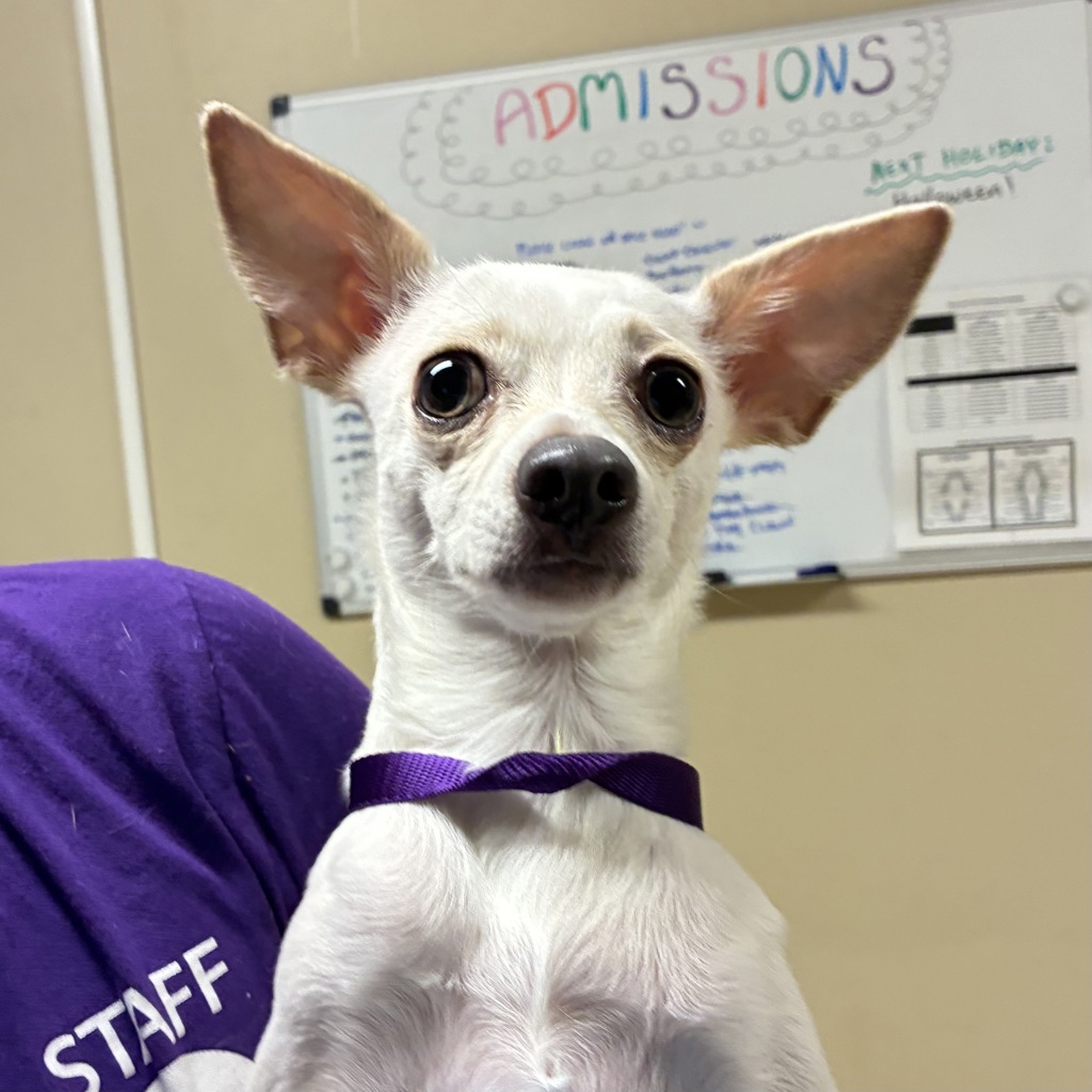 Shelter Stray Female Dog last seen E Burnside and SE 187th Ave, OR, 1700 W Historic Columbia River Hwy, Troutdale, OR 97060, USA
