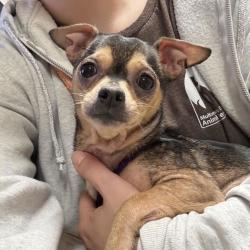 Shelter Stray Female Dog last seen Stark and 201st, PORTLAND, OR, 97214, 1700 W Historic Columbia River Hwy, Troutdale, OR 97060, USA