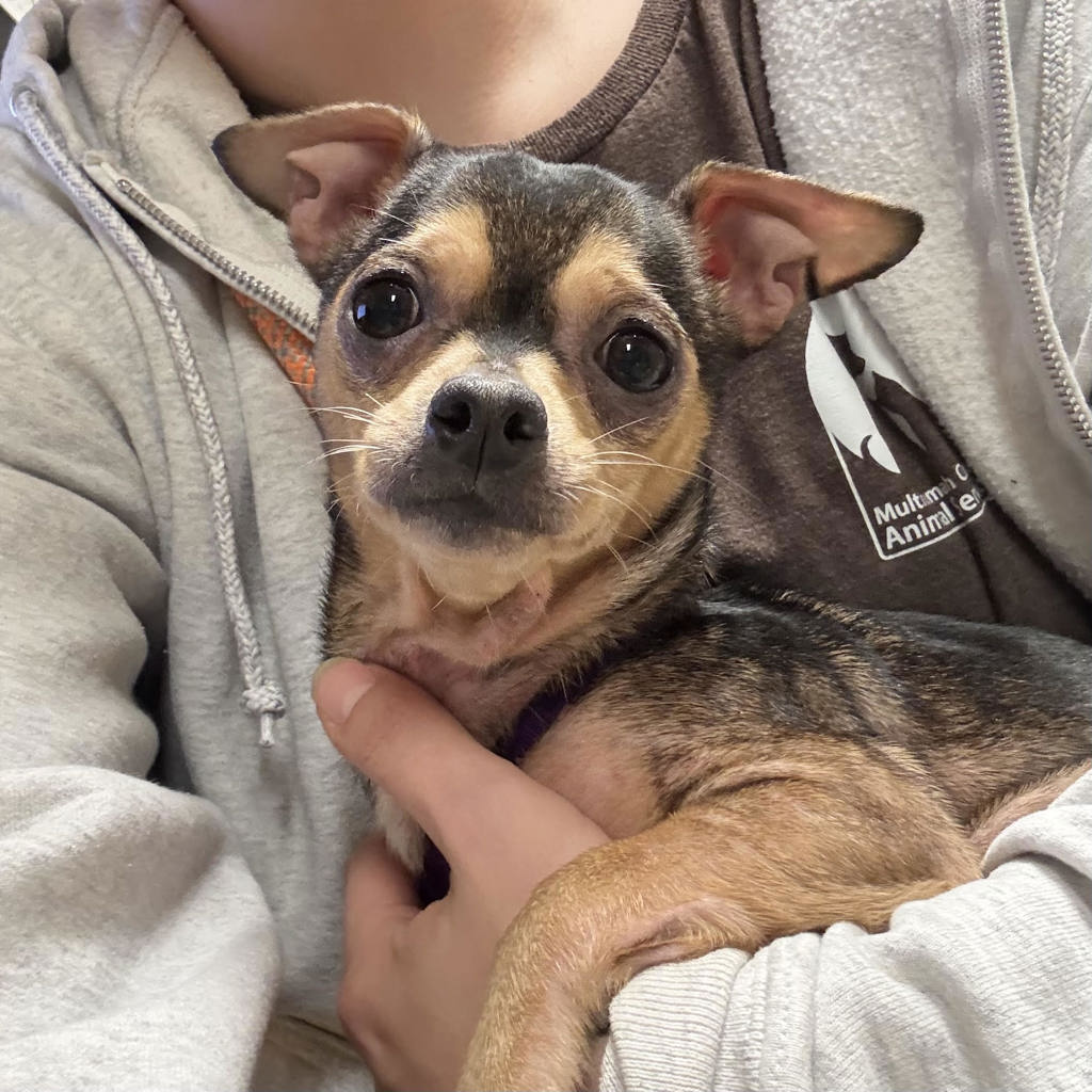 Shelter Stray Female Dog last seen Stark and 201st, PORTLAND, OR, 97214, 1700 W Historic Columbia River Hwy, Troutdale, OR 97060, USA