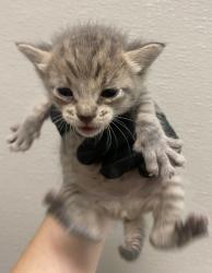 Shelter Stray Female Cat last seen Saturn, San Diego, CA, 92154, 5500 Gaines St, San Diego, CA 92110, USA