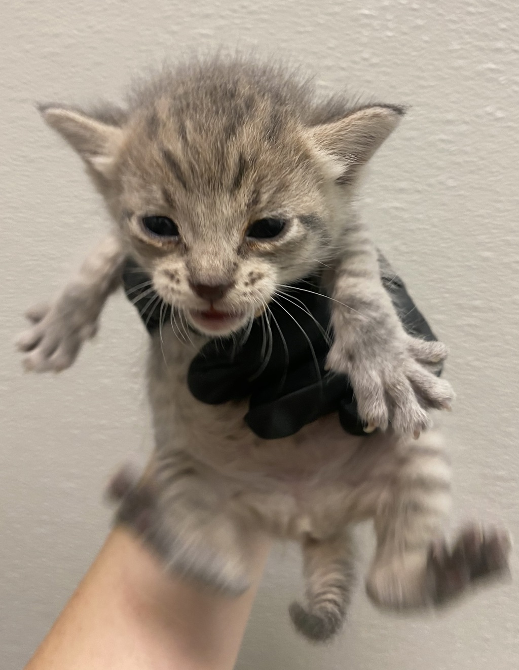 Shelter Stray Female Cat last seen Saturn, San Diego, CA, 92154, 5500 Gaines St, San Diego, CA 92110, USA