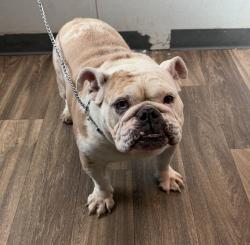 Shelter Stray Female Dog last seen Sports Arena Boulevard, San Diego, CA, 92110, 5500 Gaines St, San Diego, CA 92110, USA