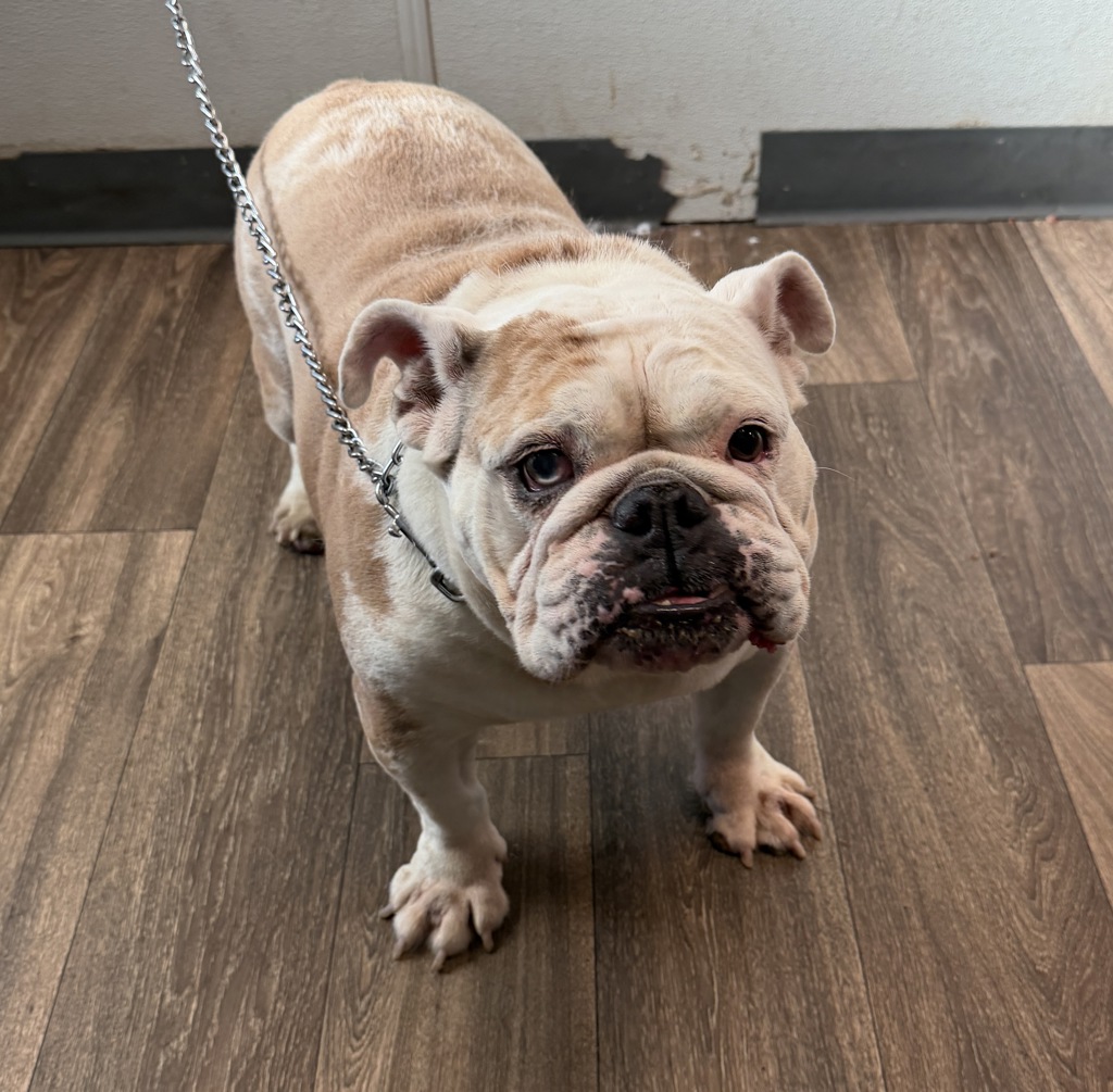 Shelter Stray Female Dog last seen Sports Arena Boulevard, San Diego, CA, 92110, 5500 Gaines St, San Diego, CA 92110, USA