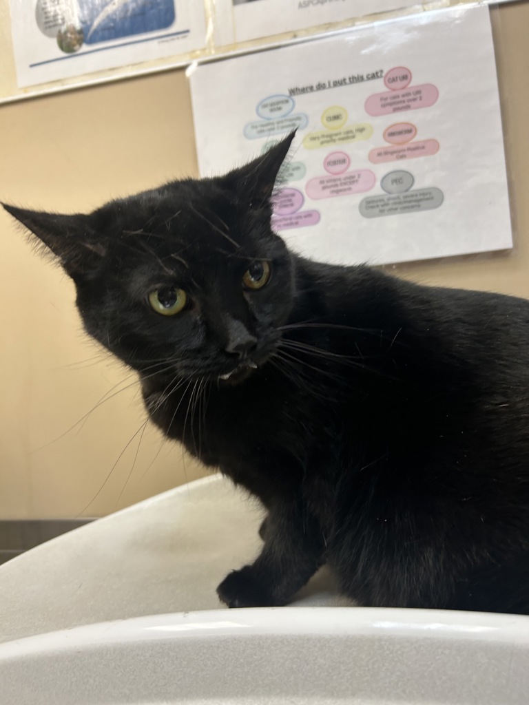 Shelter Stray Female Cat last seen WA, 6815 E Trent Ave, Spokane, WA 99212, USA