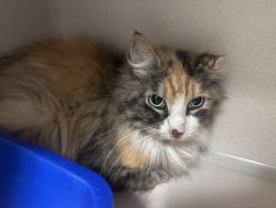 Shelter Stray Female Cat last seen Cedar Park Road SE, Olalla, WA, 98359, 9167 Dickey Rd NW, Silverdale, WA 98383, USA